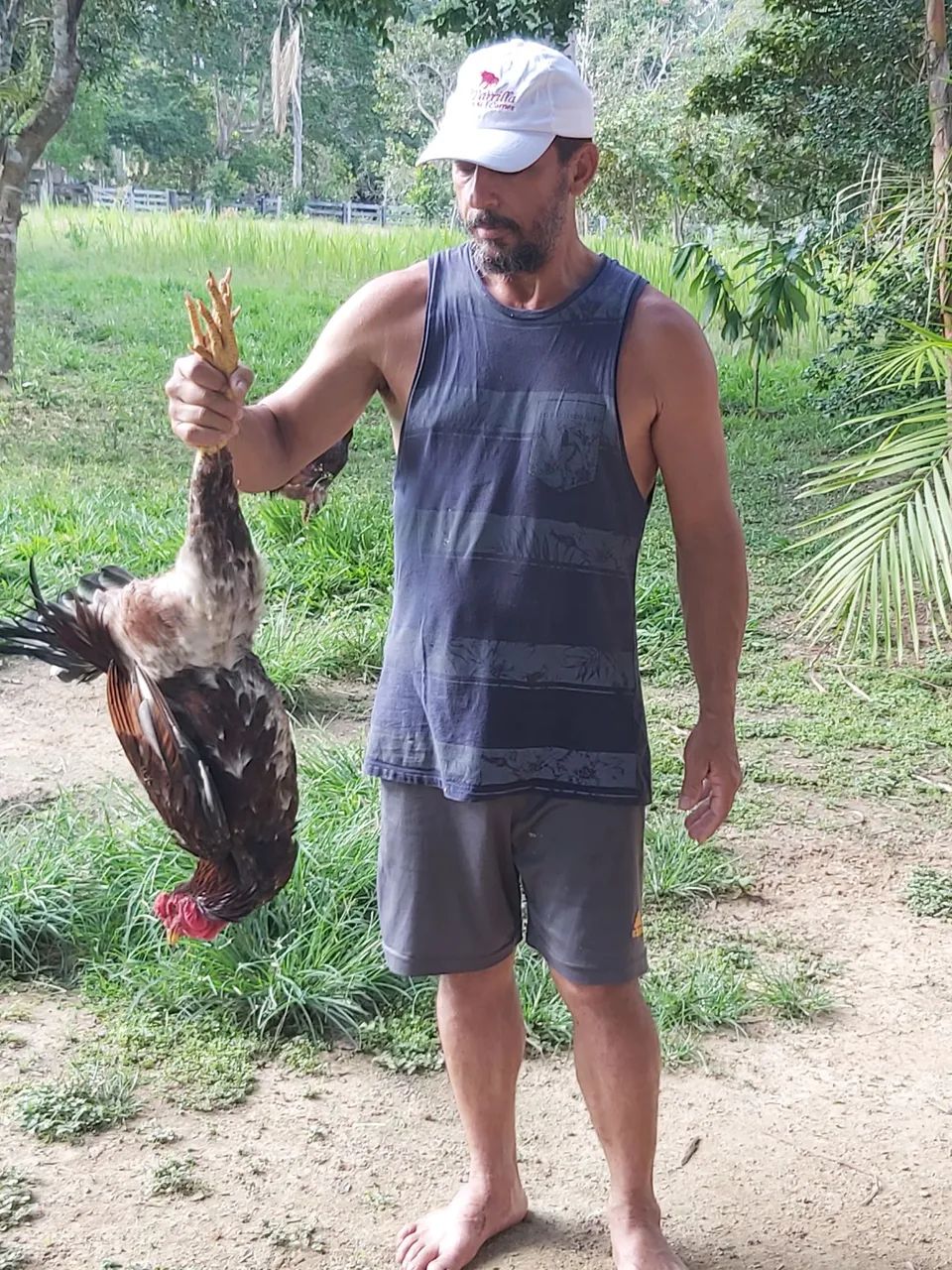 Vendo frangos grandes, selecionados para galo - Foto 5