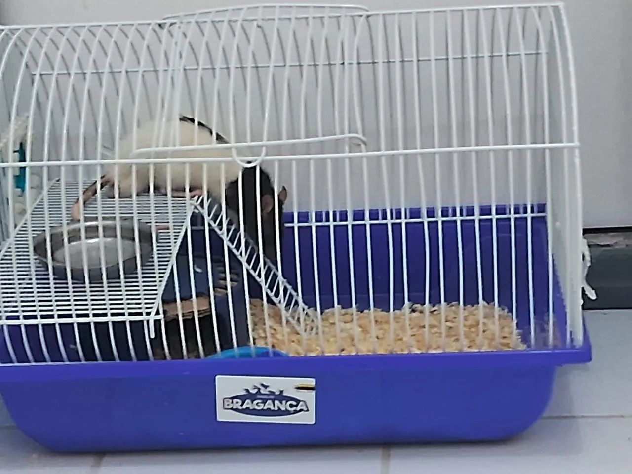 Doação de twister - Foto 2