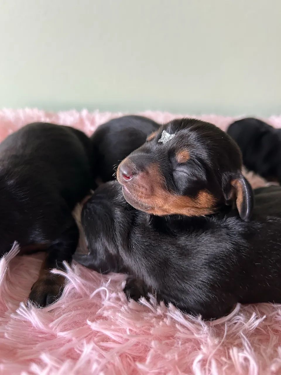 Dachshund Kanichen  - Foto 4