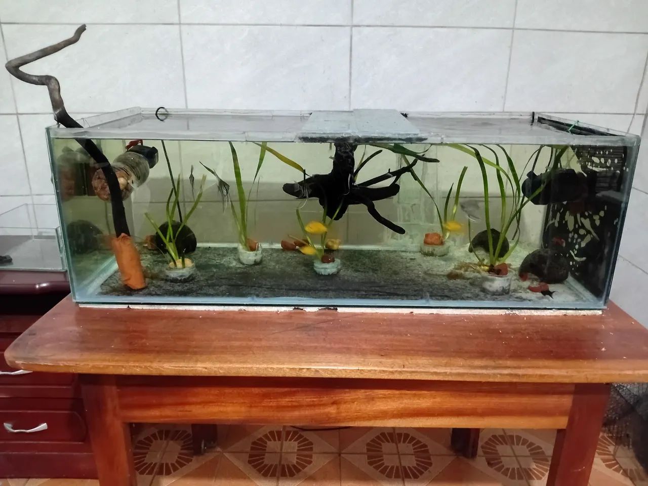 Aquário 