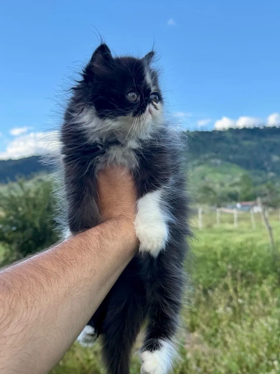 Macho persa 