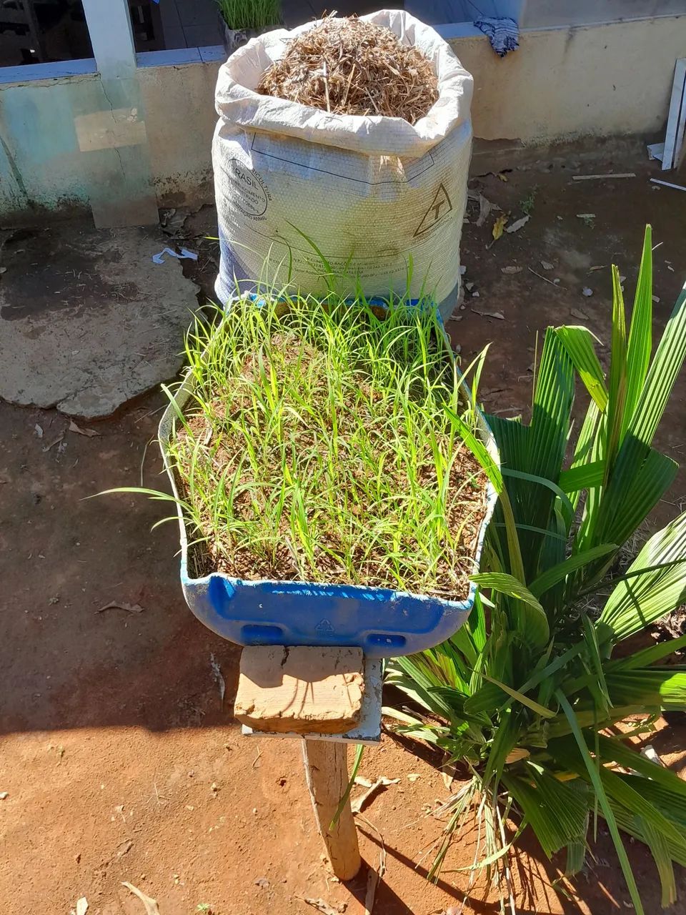 VENDE SEMENTE DE CAPIM ANDROPOGON 30REAIS O SACO  - Foto 4