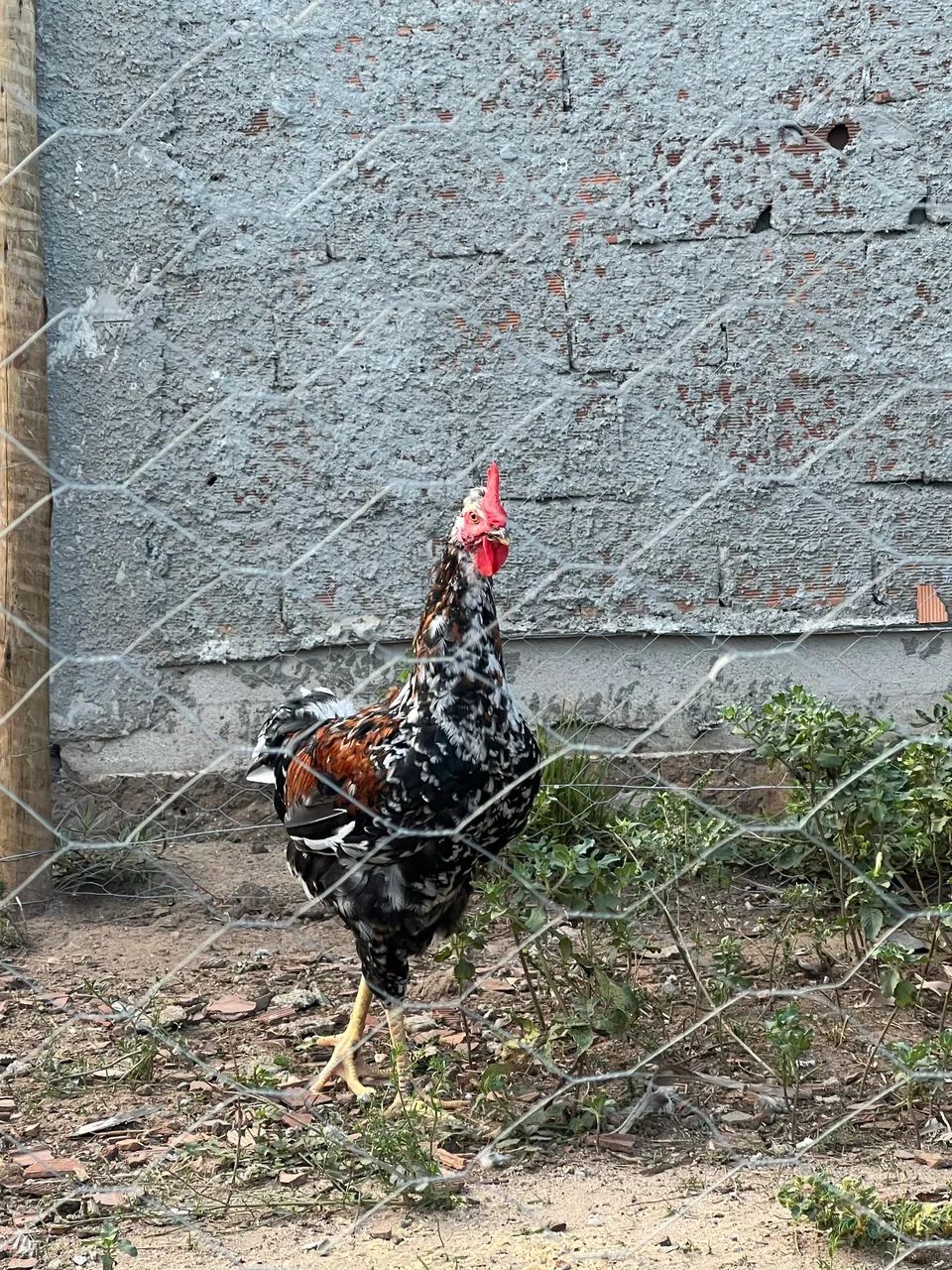 Vendo frangos machos Gsb   - Foto 3