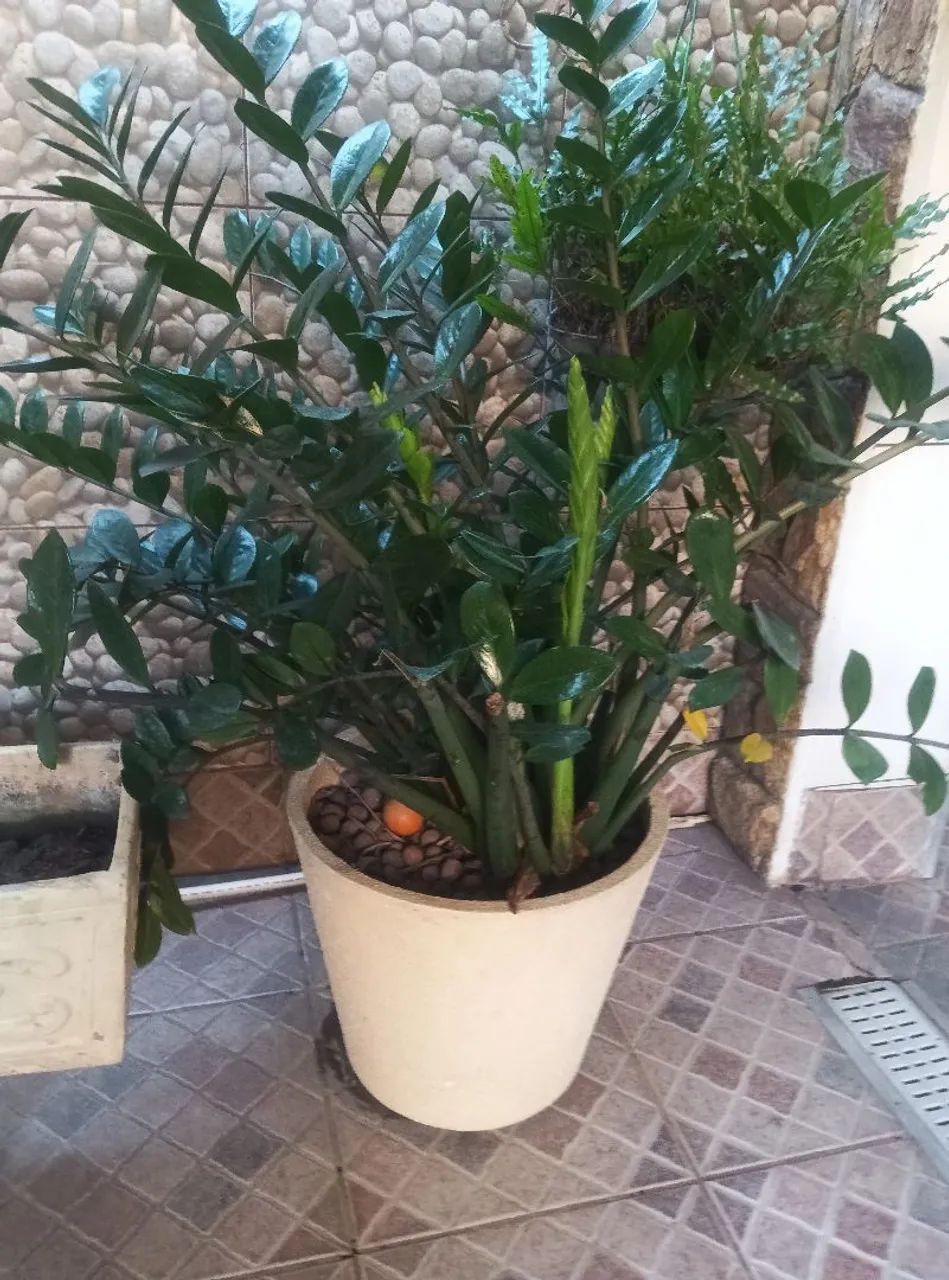 Amilcas e coqueiro e vasos