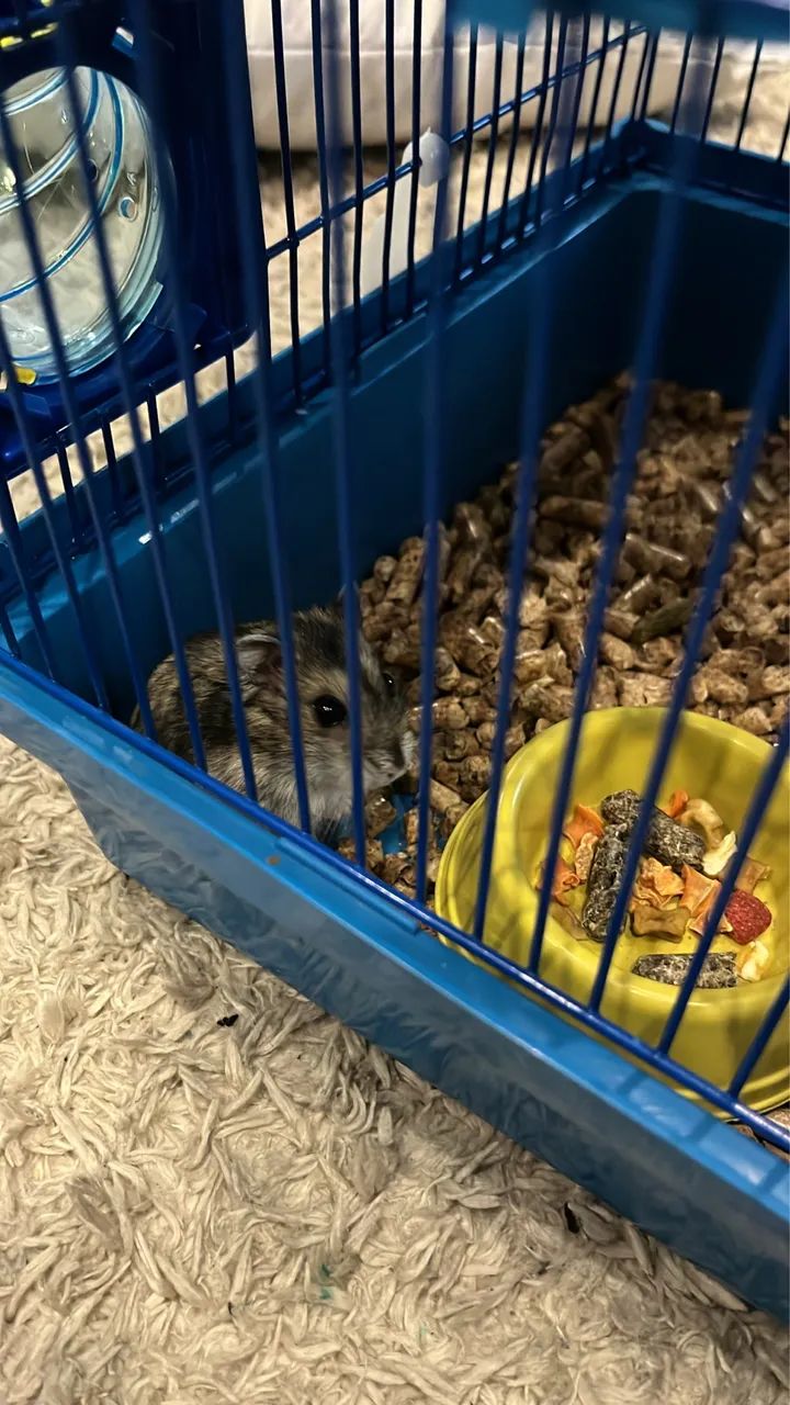 Hamster anão russo 65580438900738121