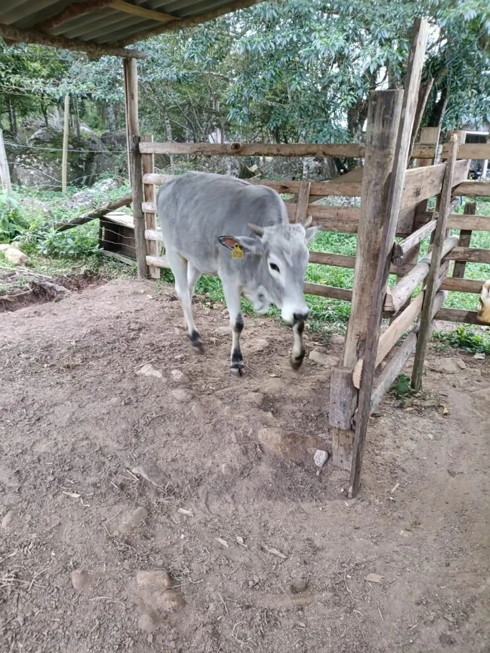 Vende-se vaca de 11 meses prenha - Foto 2