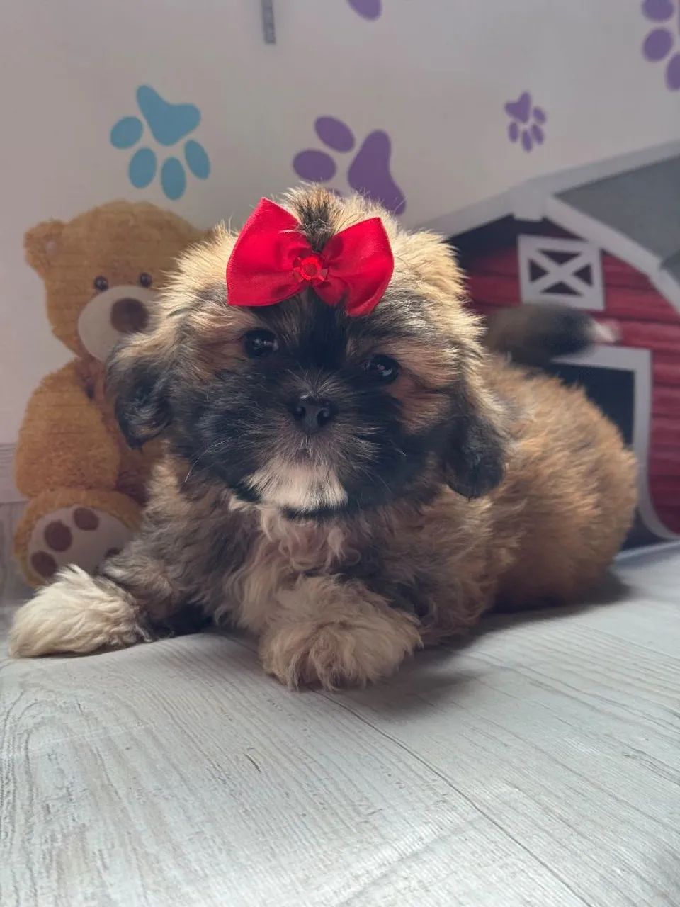 Lhasa apso com garantia  - Foto 3