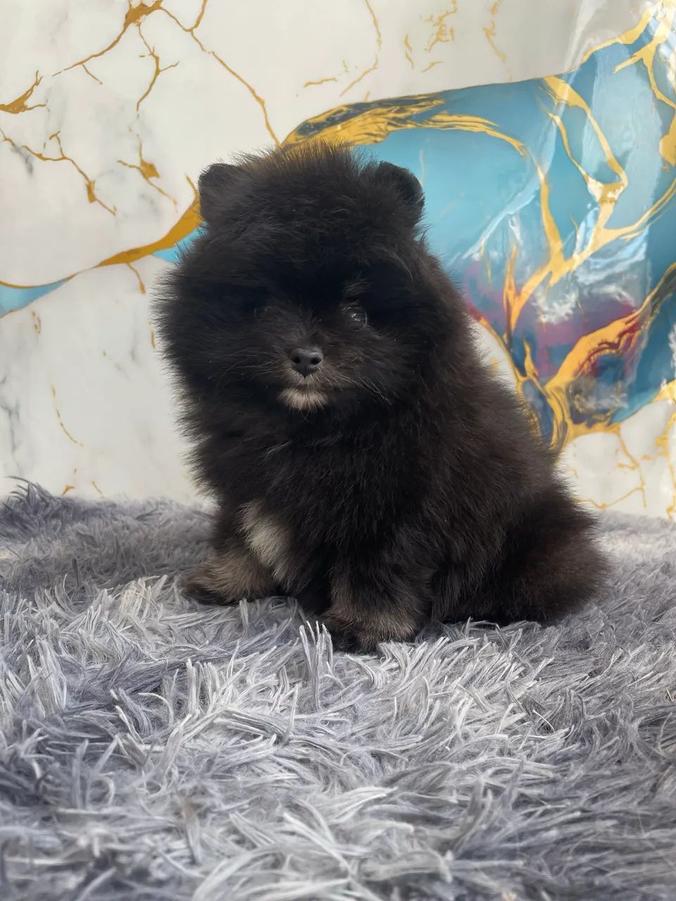 Spitz alemão  macho  - Foto 2