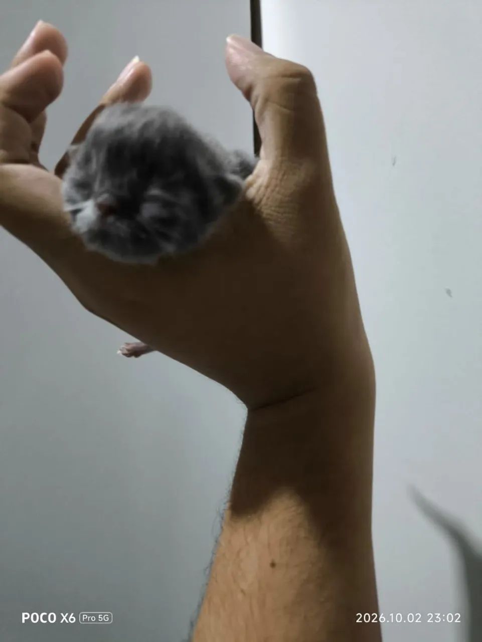 Gato Persa macho 
