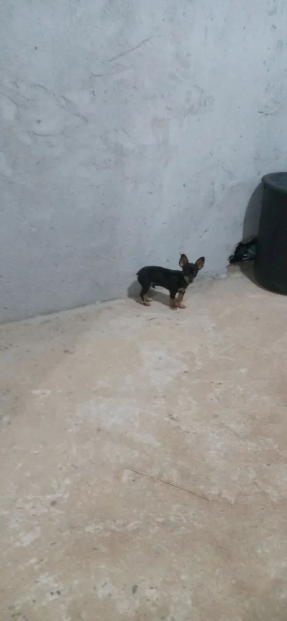 Cachorro - Foto 2