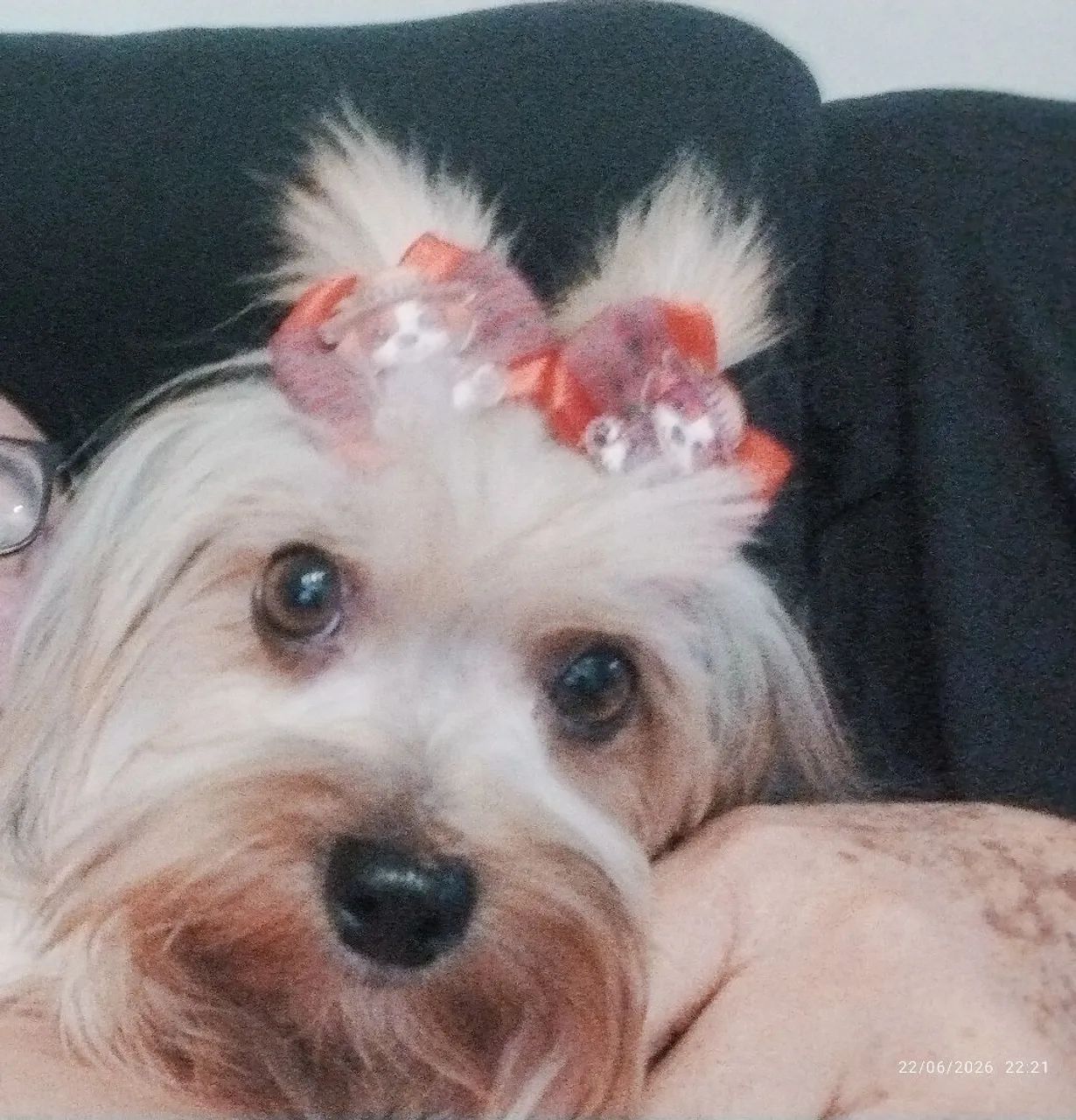 Yorkshire Terrier a venda  - Foto 5