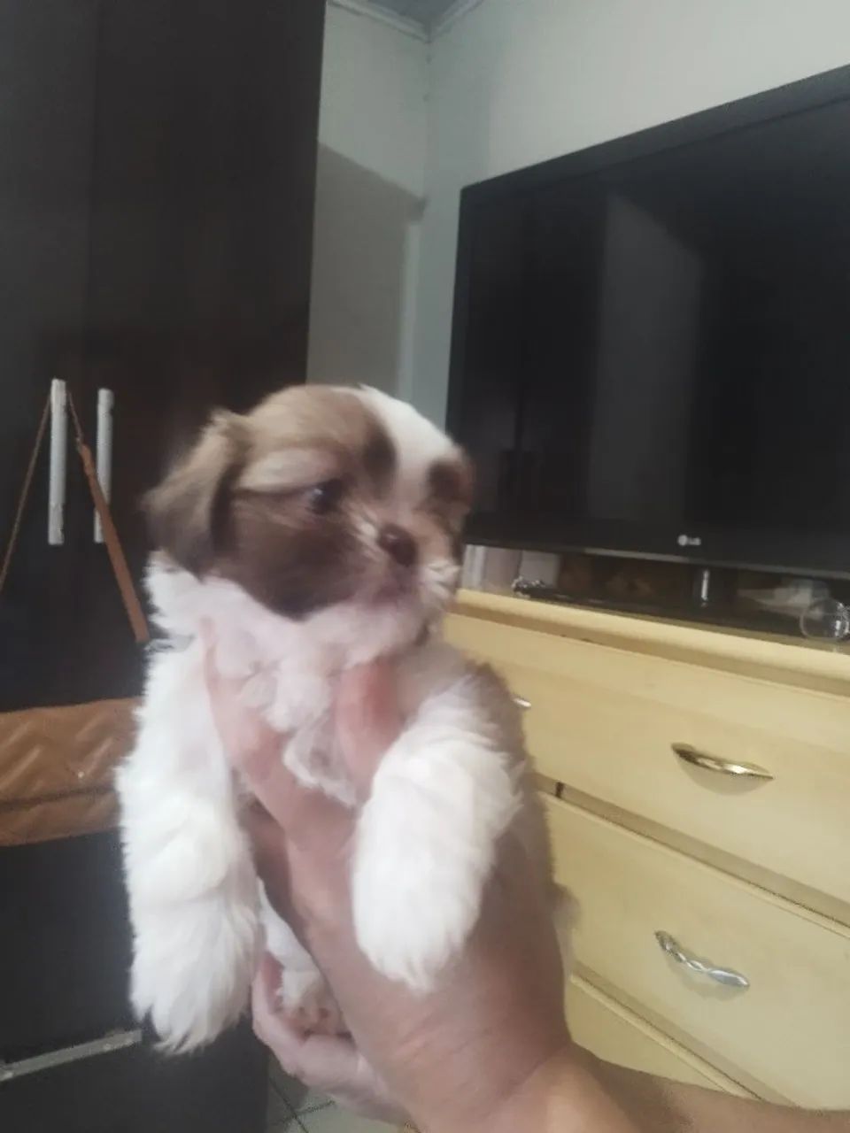 Shitzu machos  - Foto 3