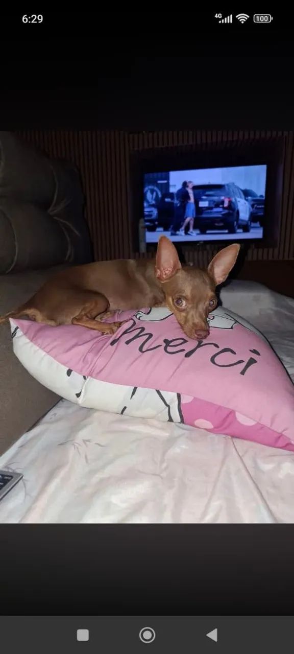 Pinscher merle  - Foto 3