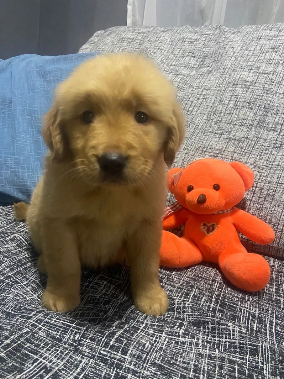 Golden Retriever  - Foto 5