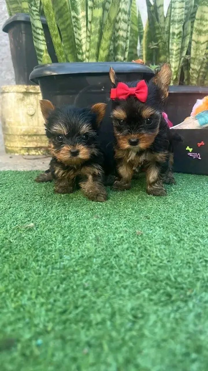 Yorkshire Micro fêmeas com pedigree 