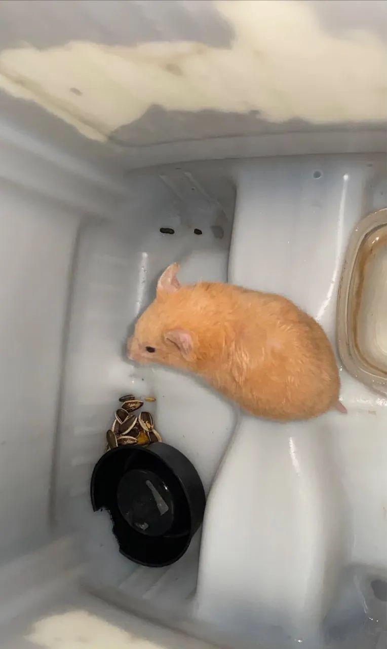 Hamster  - Foto 3