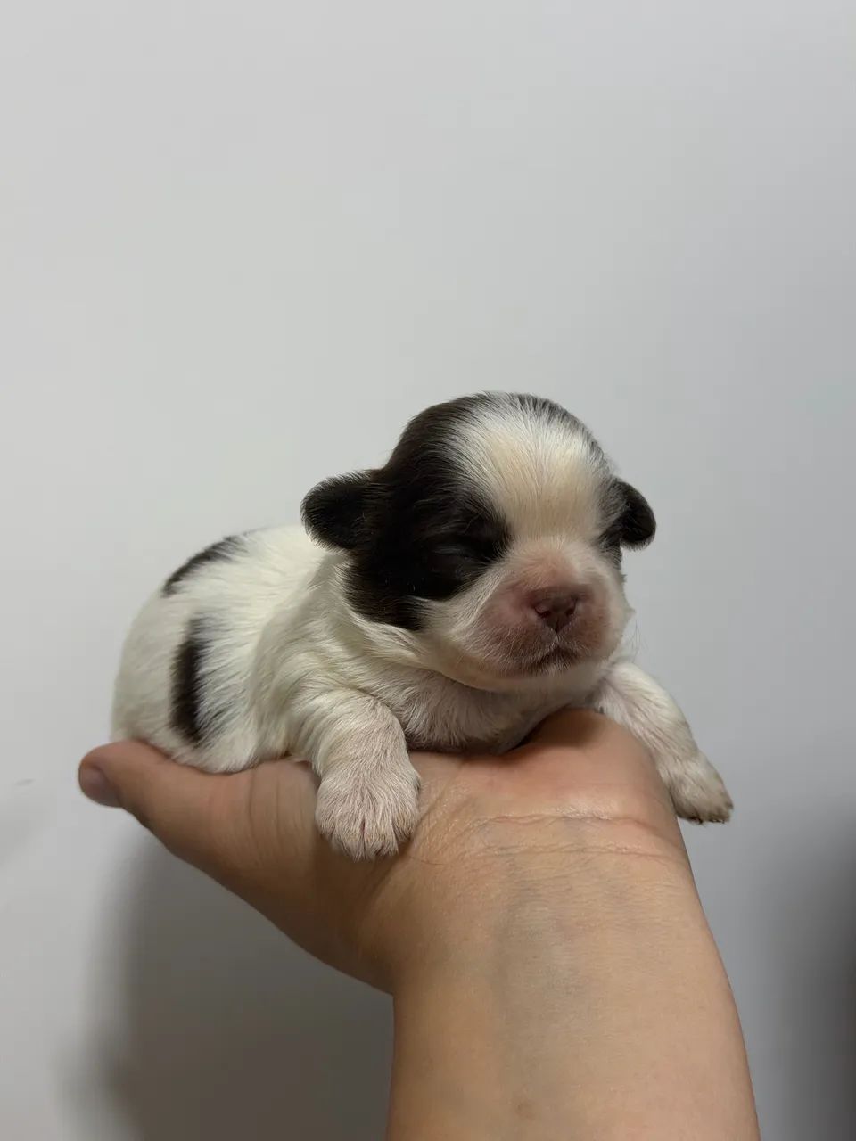 Shih tzu machos para reserva