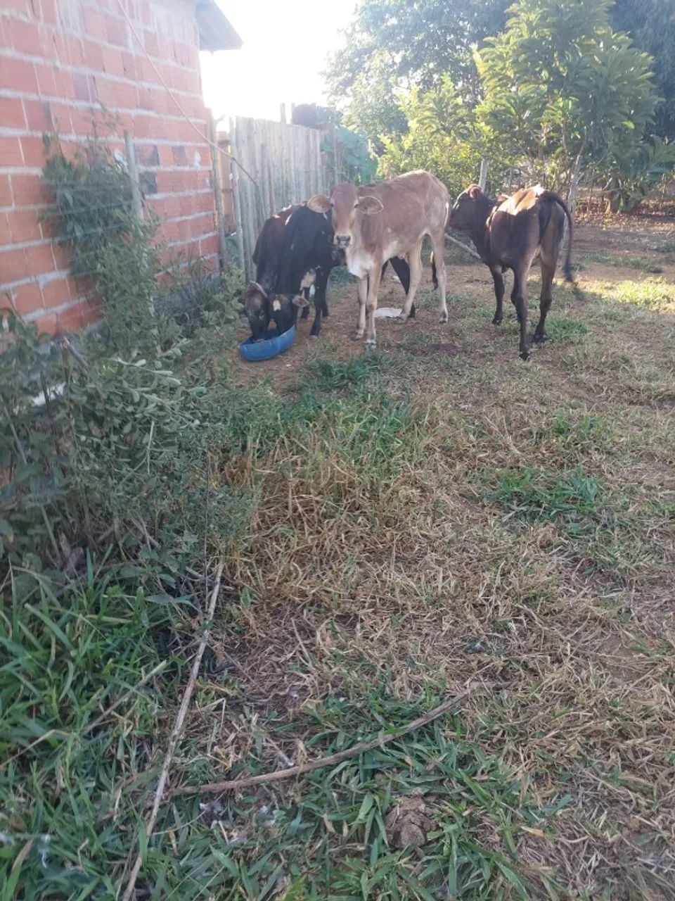 Vendo Bezerras com genética de ponta - Foto 5