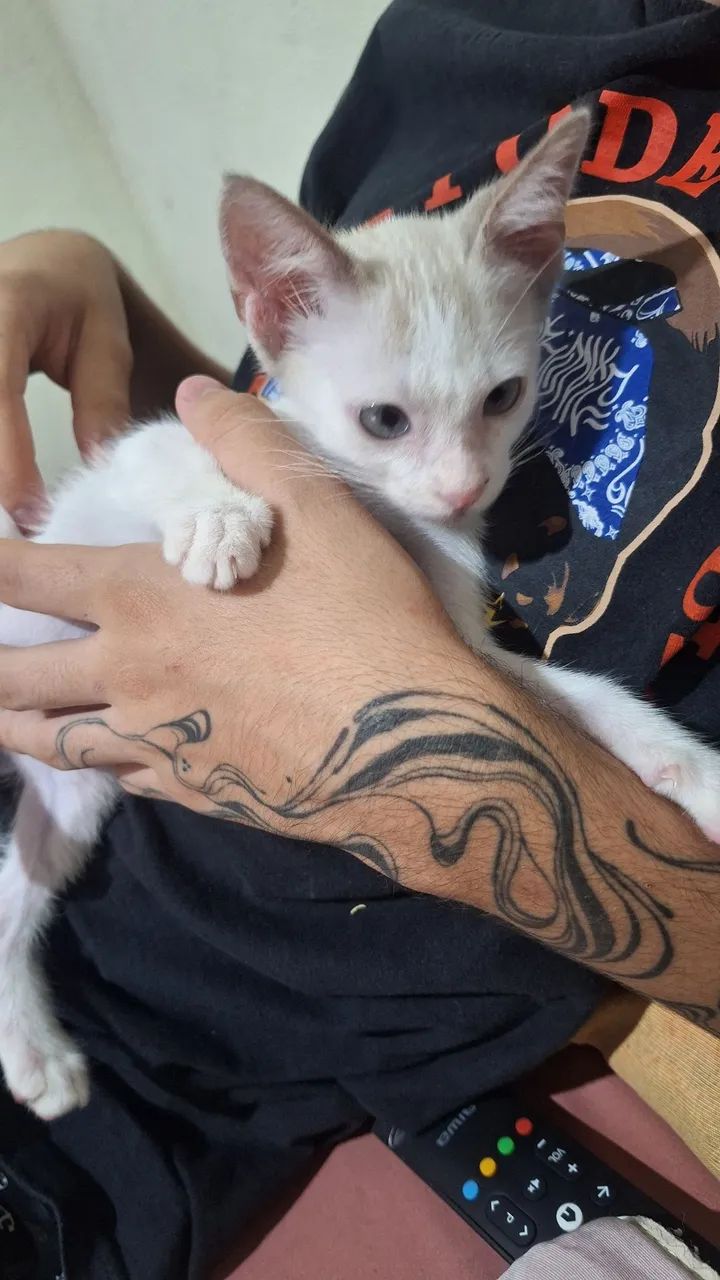 Doação de gatinho macho lindo