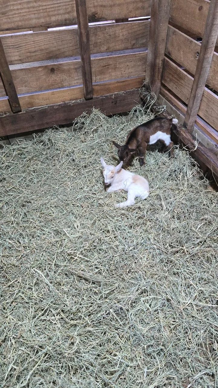Mini cabra/ mini bode / Micro cabra - Foto 4