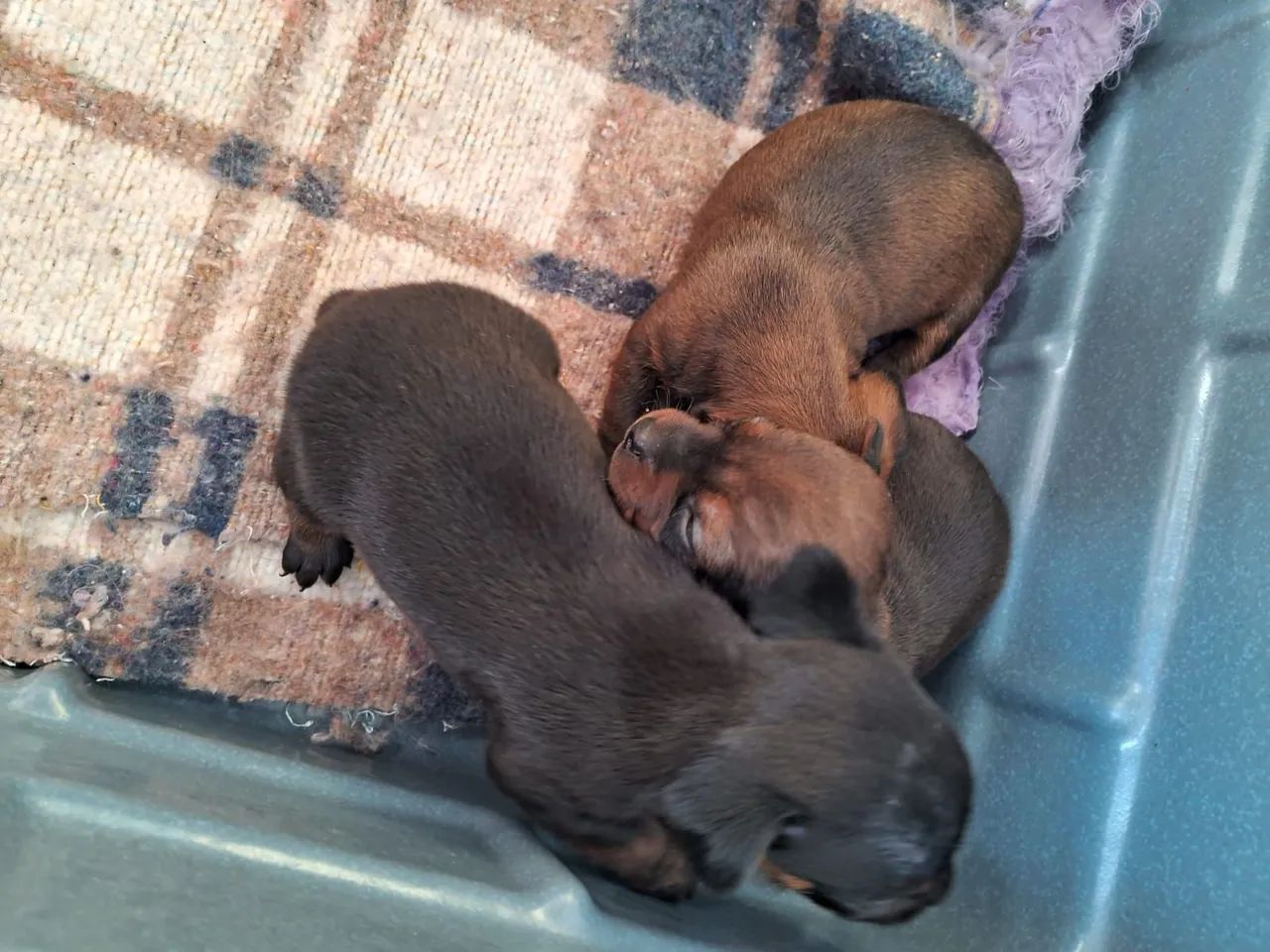 Filhotes Pinscher  - Foto 4