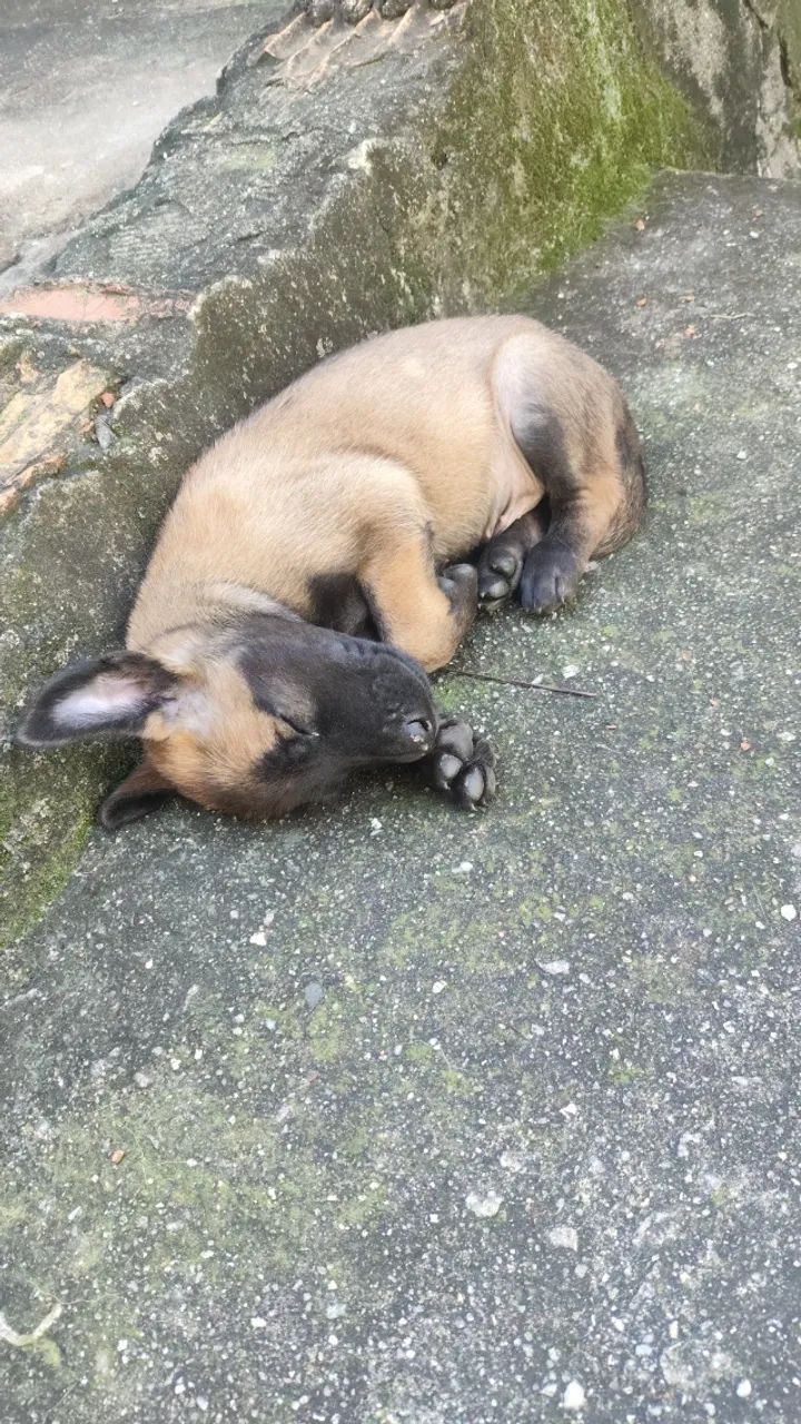 Belga malinois  - Foto 2
