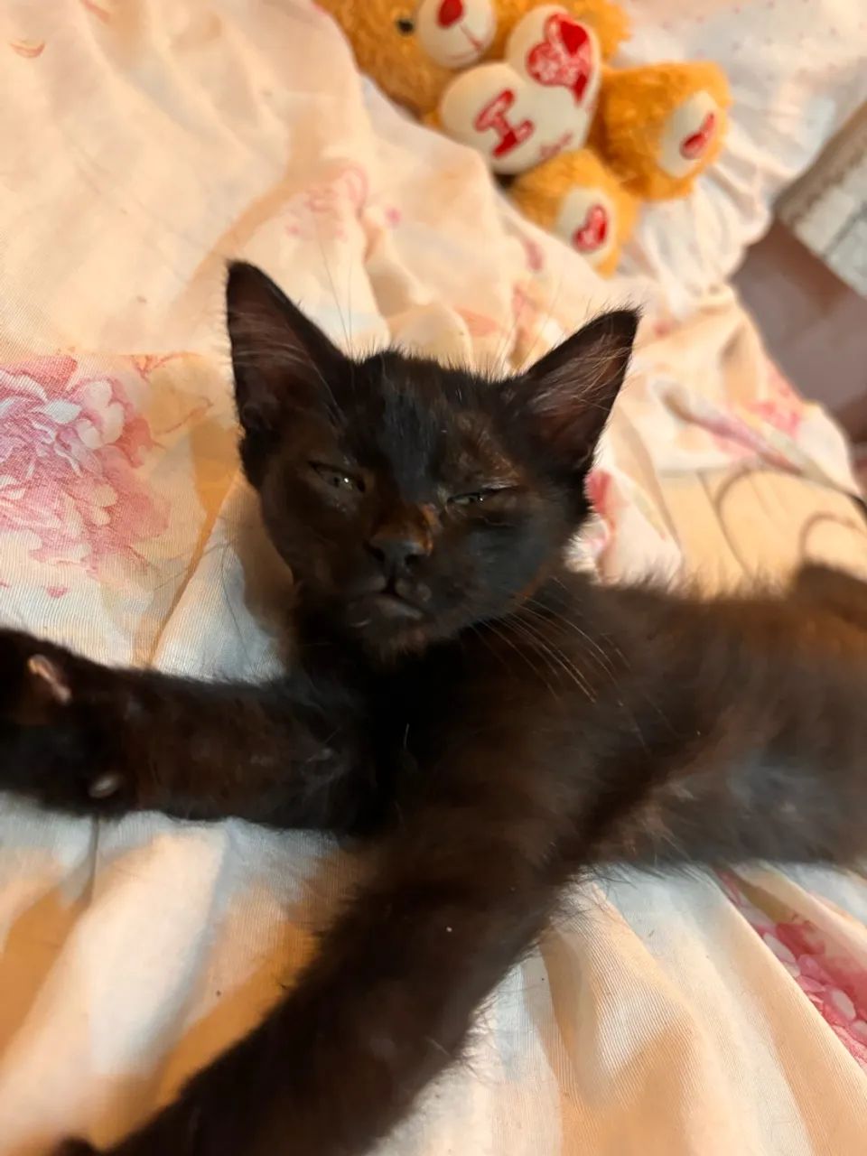 Doação de gatinhos  - Foto 2