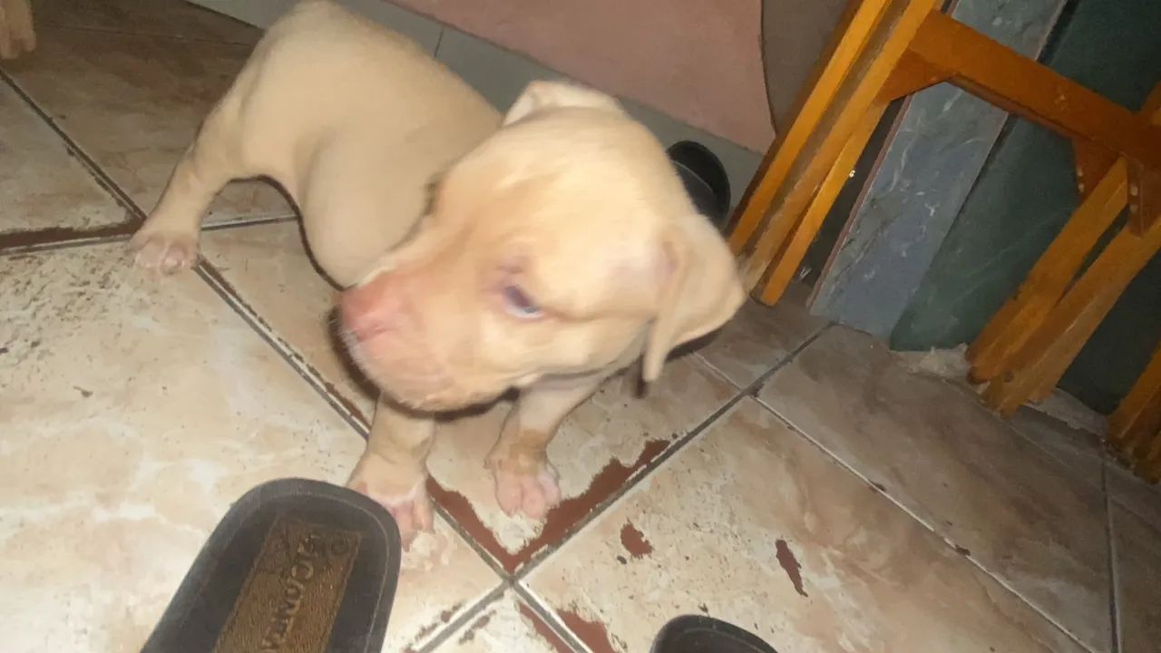 Pit bull  - Foto 3
