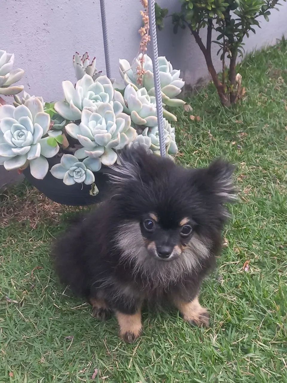 Spitz alemão 