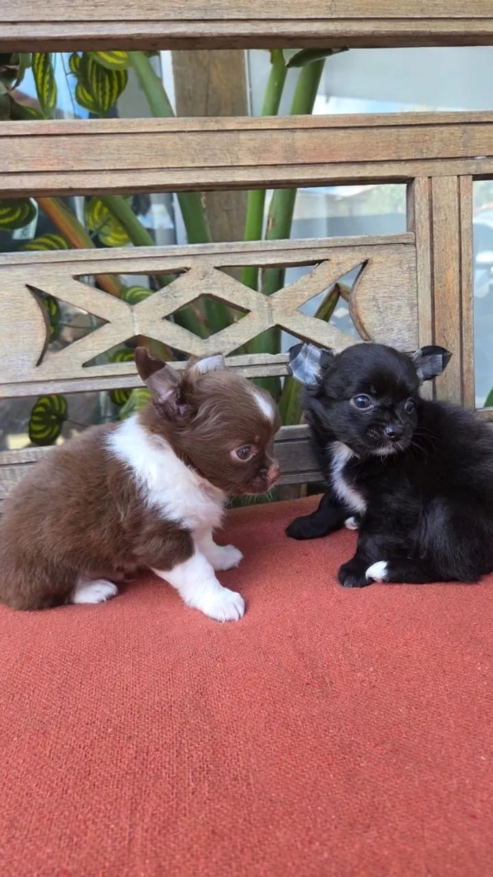 Chihuahua - Foto 2