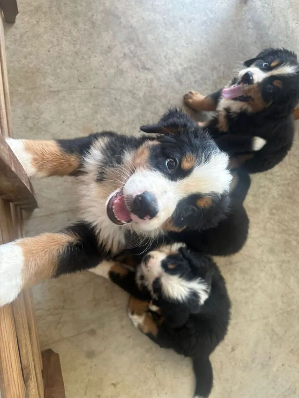 Filhote Bernese  - Foto 2