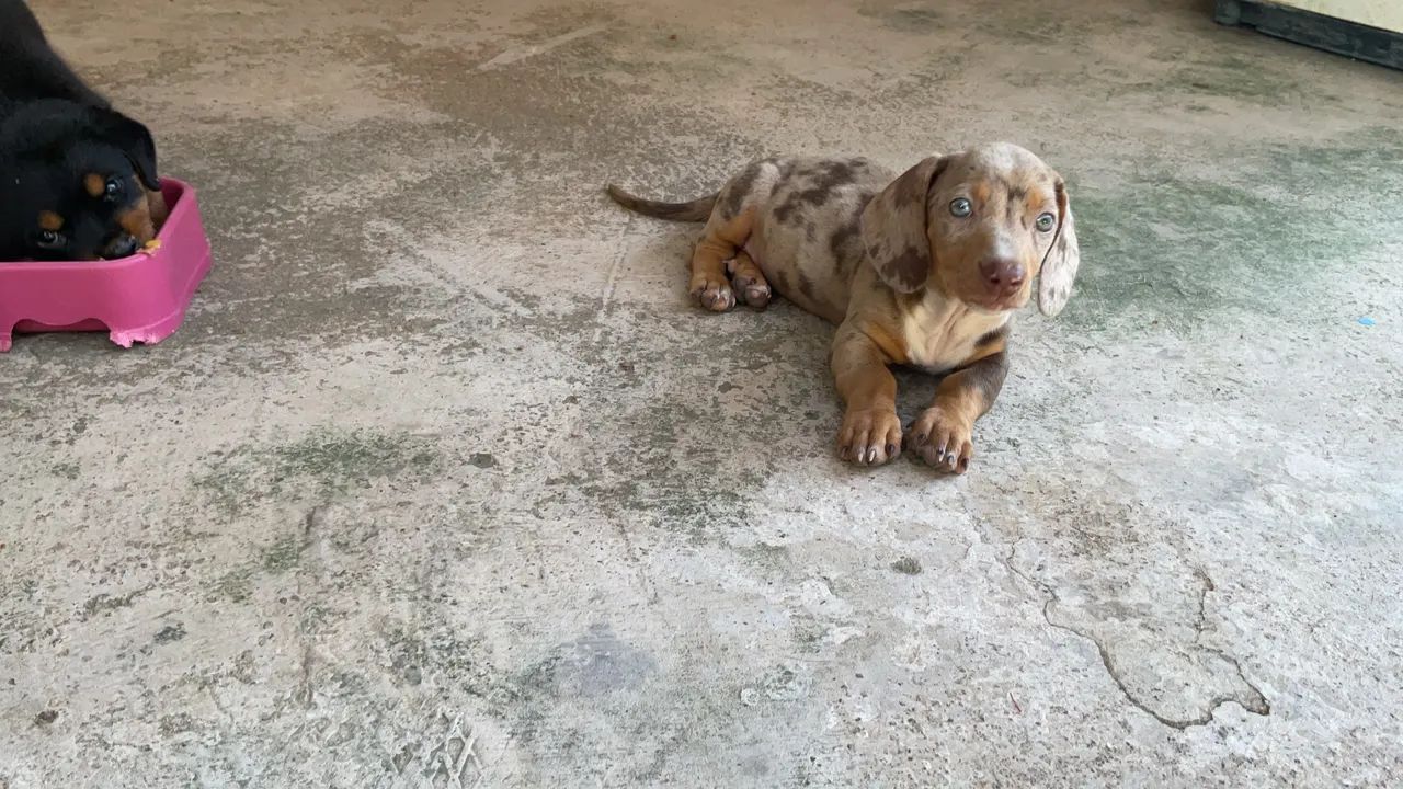 Dachshund Macho - Foto 4