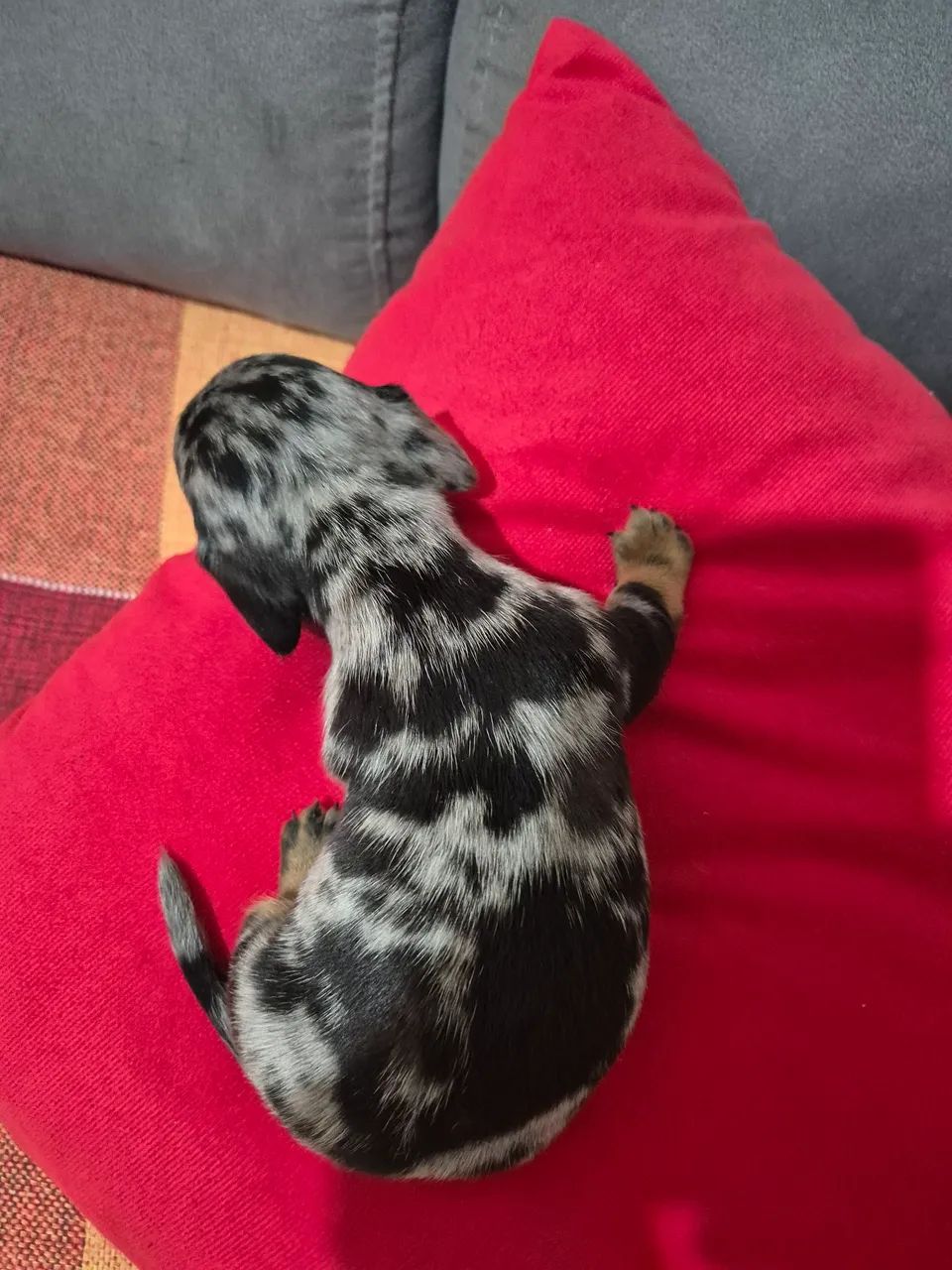 Dachshund pra reserva. - Foto 4