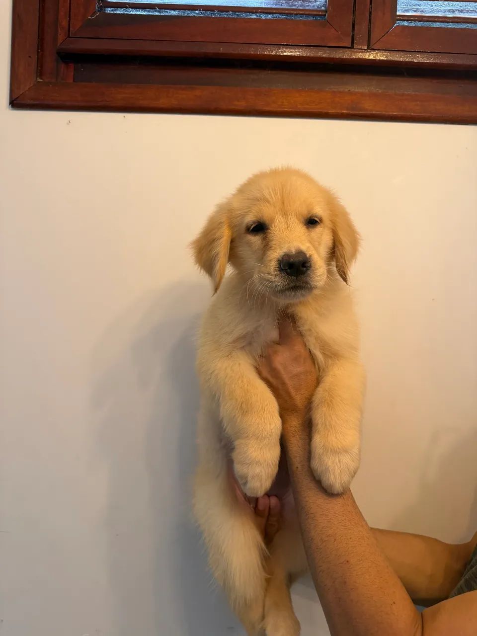 Golden retriever  - Foto 3