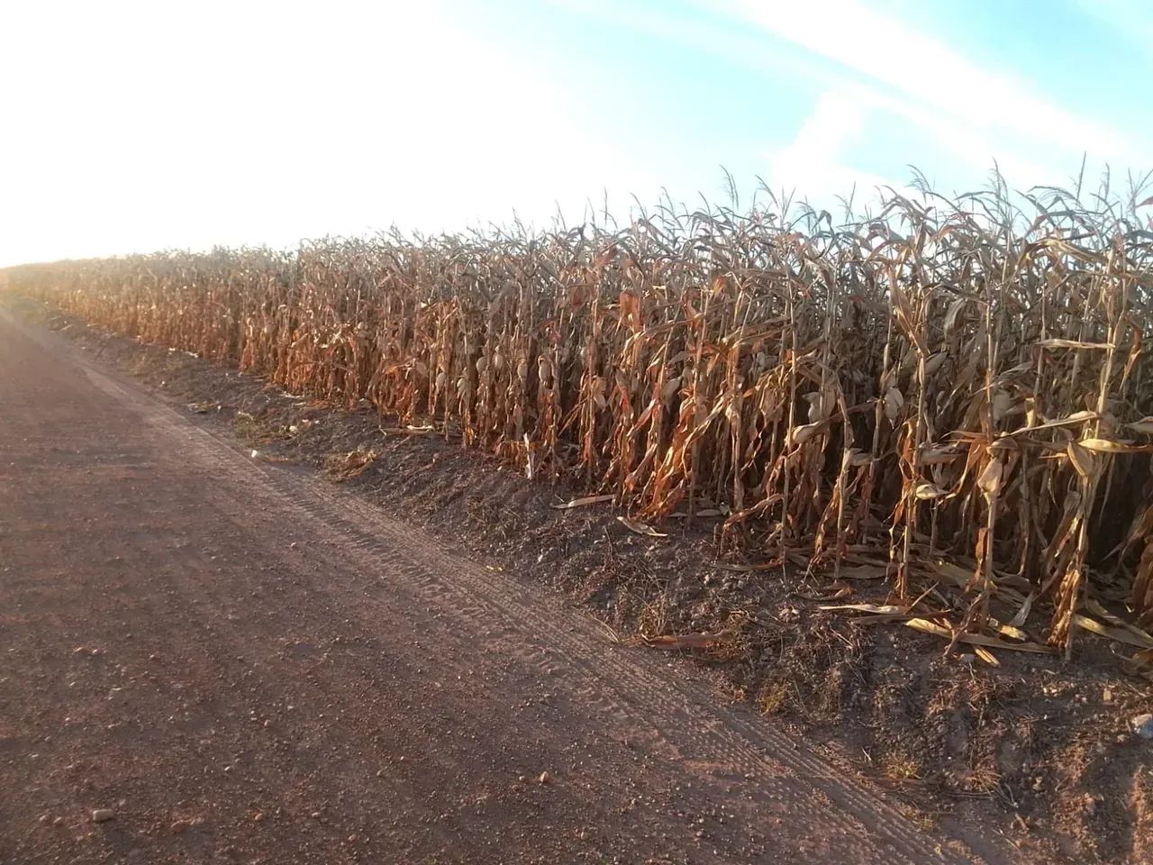 Fazenda a vemda, em Vale do Araguaia - Tocantins