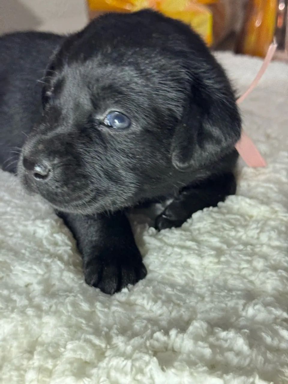 Labrador  - Foto 2