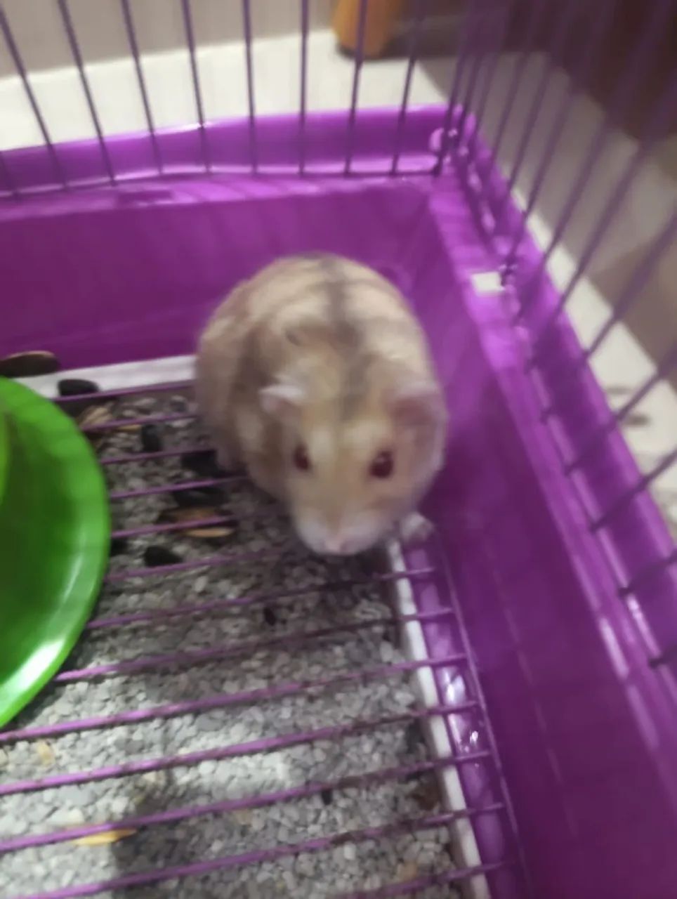 Hamster?  - Foto 2