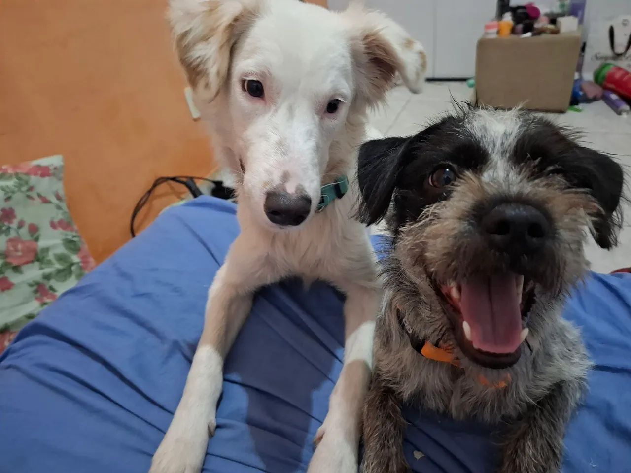 Vendo 2 cachorros em conjunto  - Foto 2