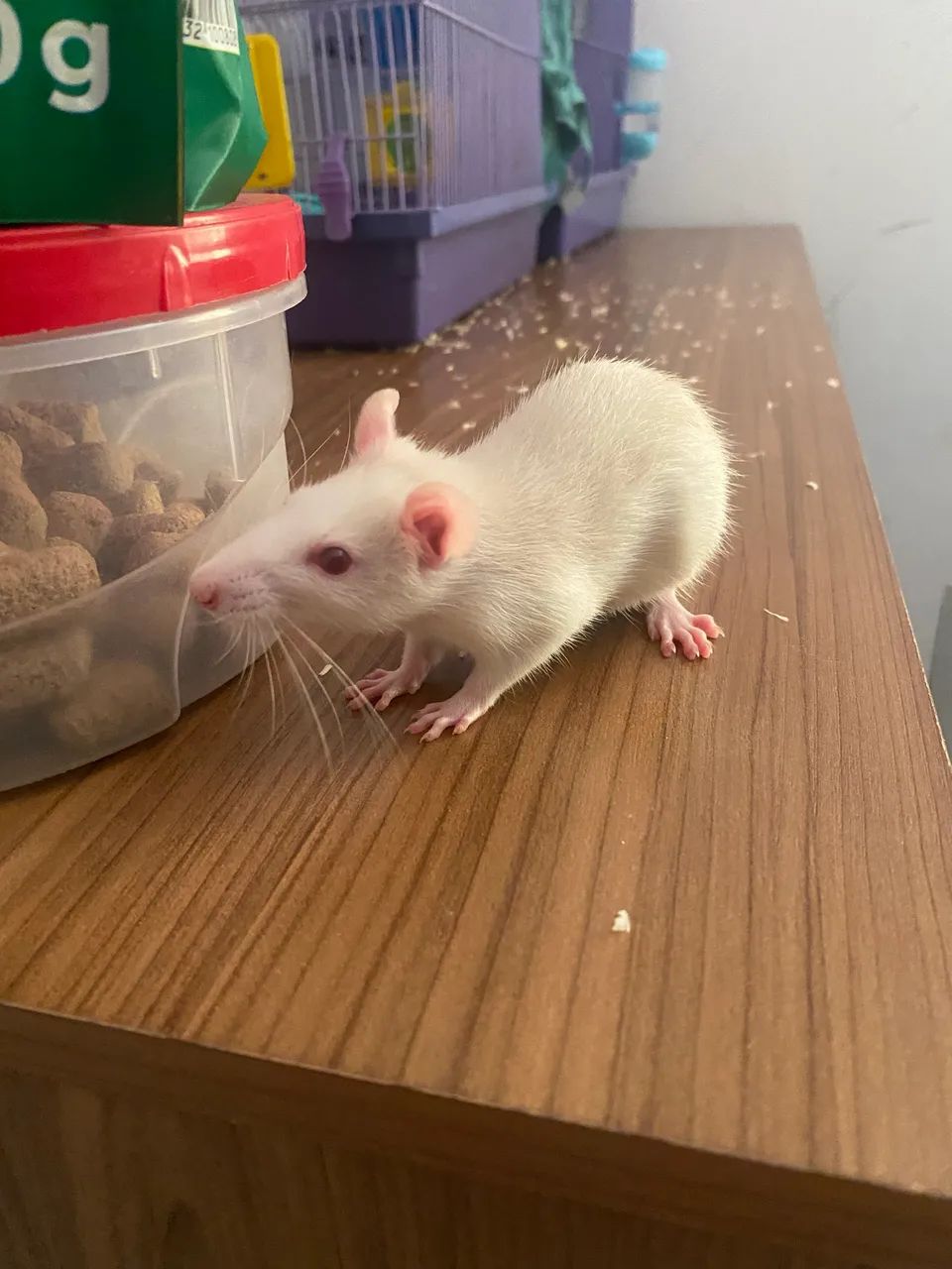 Ratos para adoção. - Foto 4