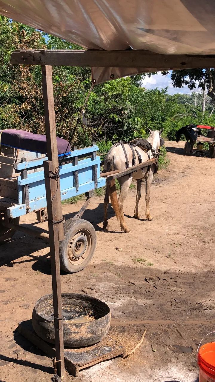 Vendo potra de montada e carroça  - Foto 4