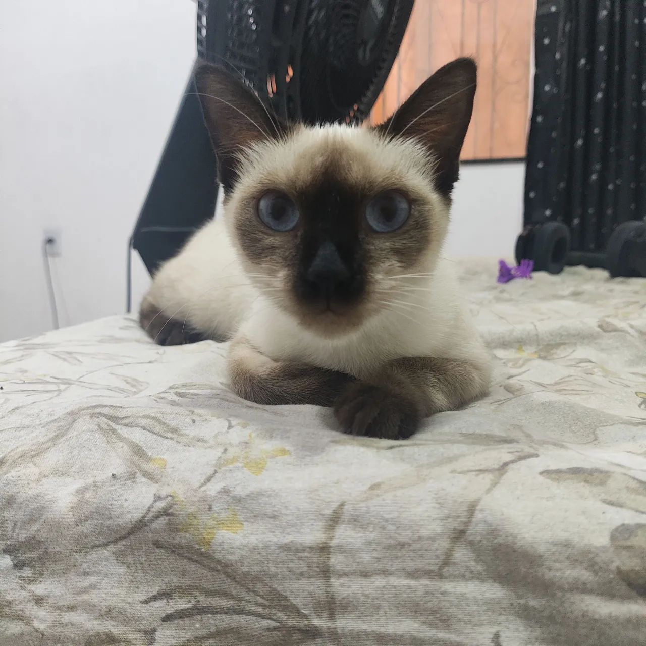 Gata fêmea para adoção filhote siamês  - Foto 2