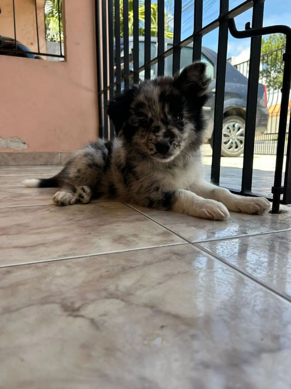 Border Collie  - Foto 4