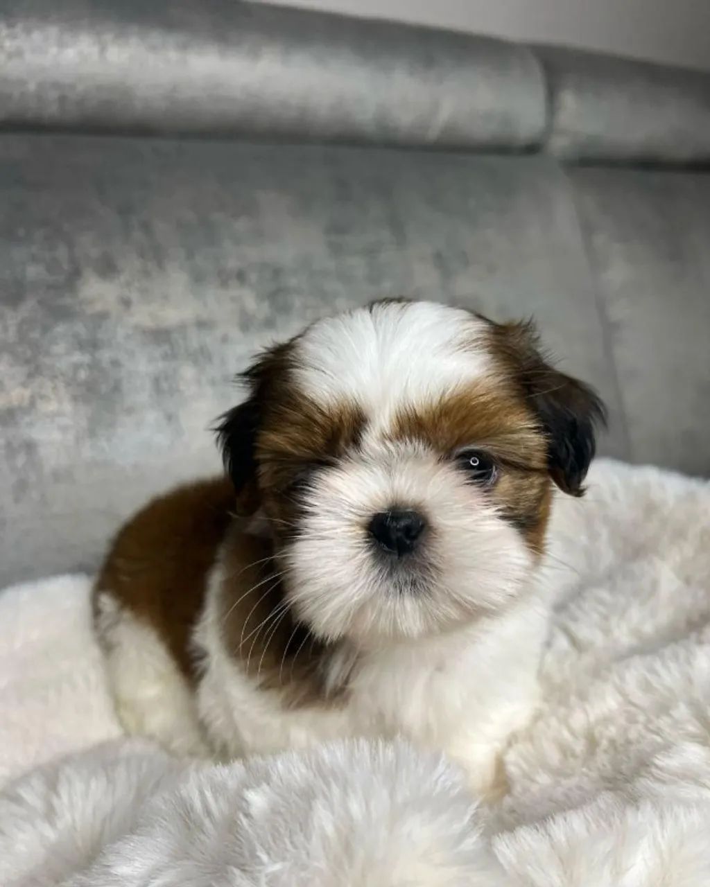 Shih tzu pequenos e delicados 