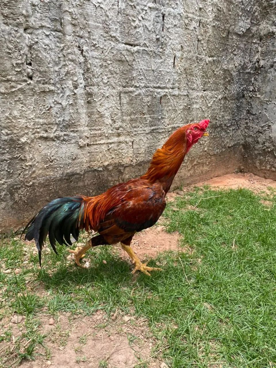 Galo  - Foto 2