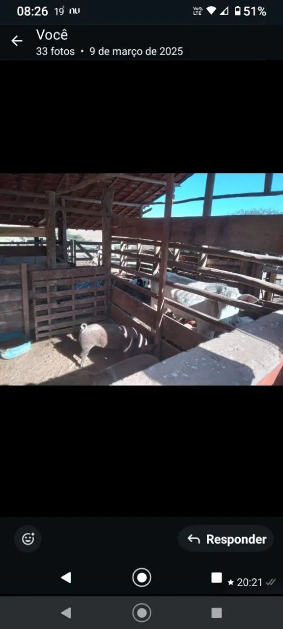 Vendo sítio na cidade de Tatuí SP excelente localização ideal para criação de gado  - Foto 8