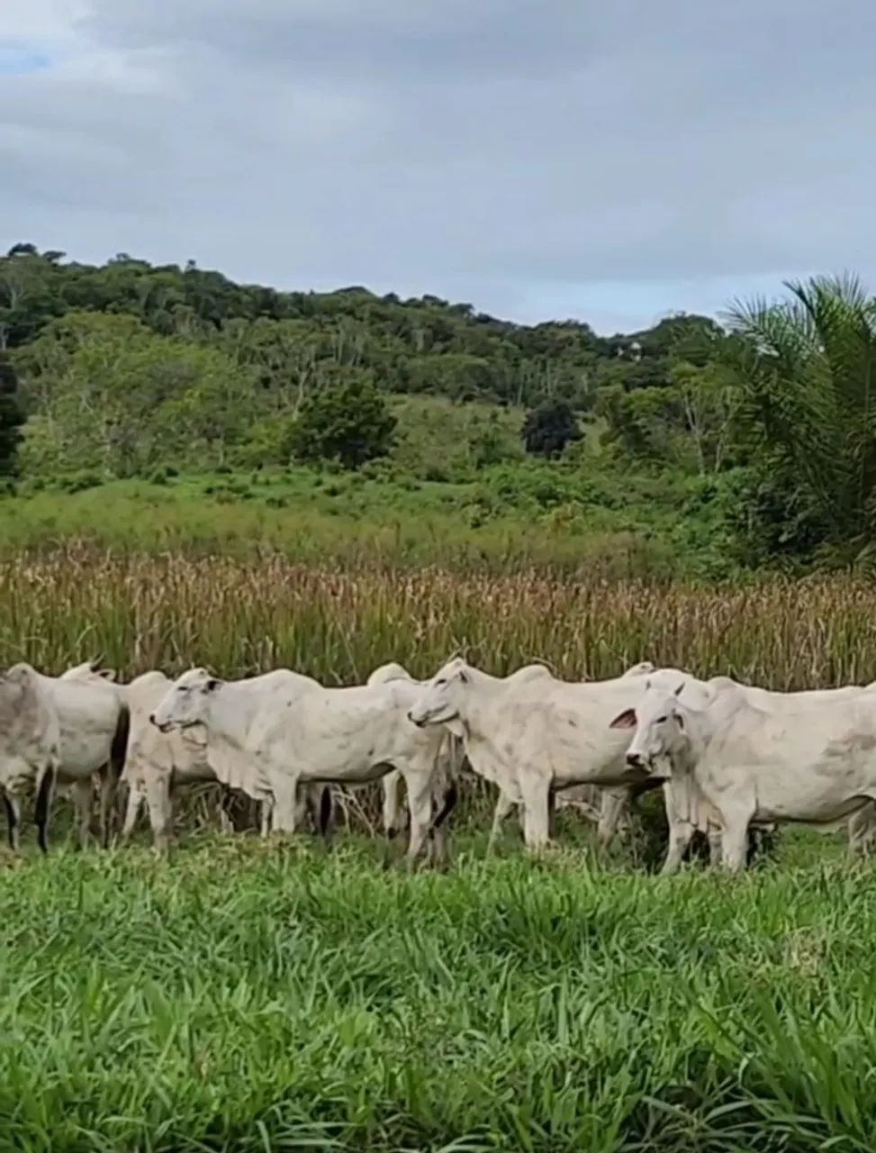 Bezerros de 9 a 12  a 270@ - Foto 2