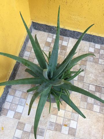 Babosa aloe vera (autêntica) - Foto 2