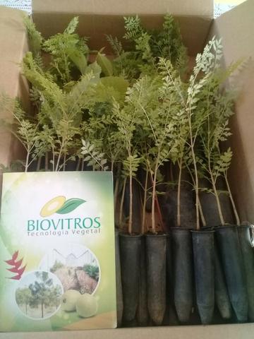 Mudas Nativas para Reflorestamento - Foto 3