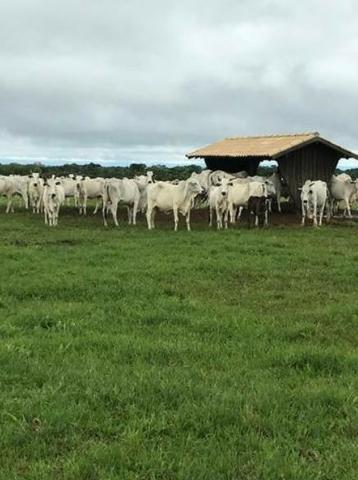 4342 Hect Em Barra Do Garça podendo virar soja.(Fazenda modelo difeênciada) - Foto 2