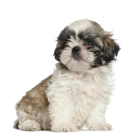 Lindos Filhotes de shihtzu